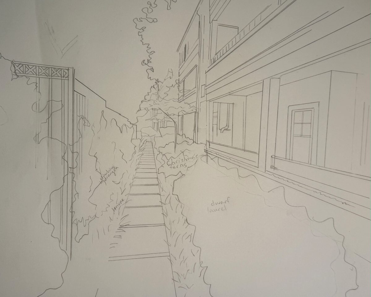Pencil perspective sketch of the same path, replanted — species noted in Juliana's hand