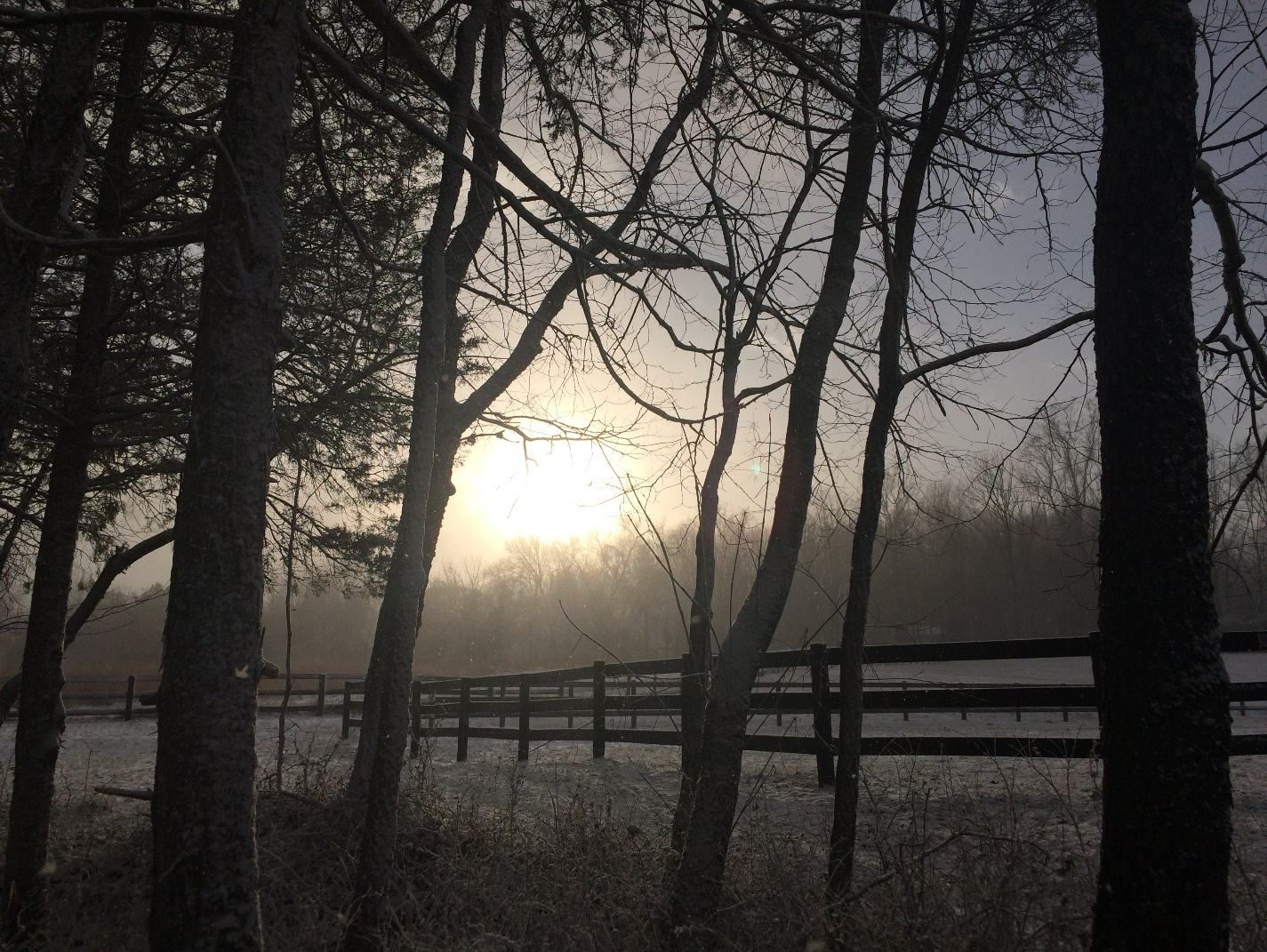First light through the trees over a misty pasture fence
