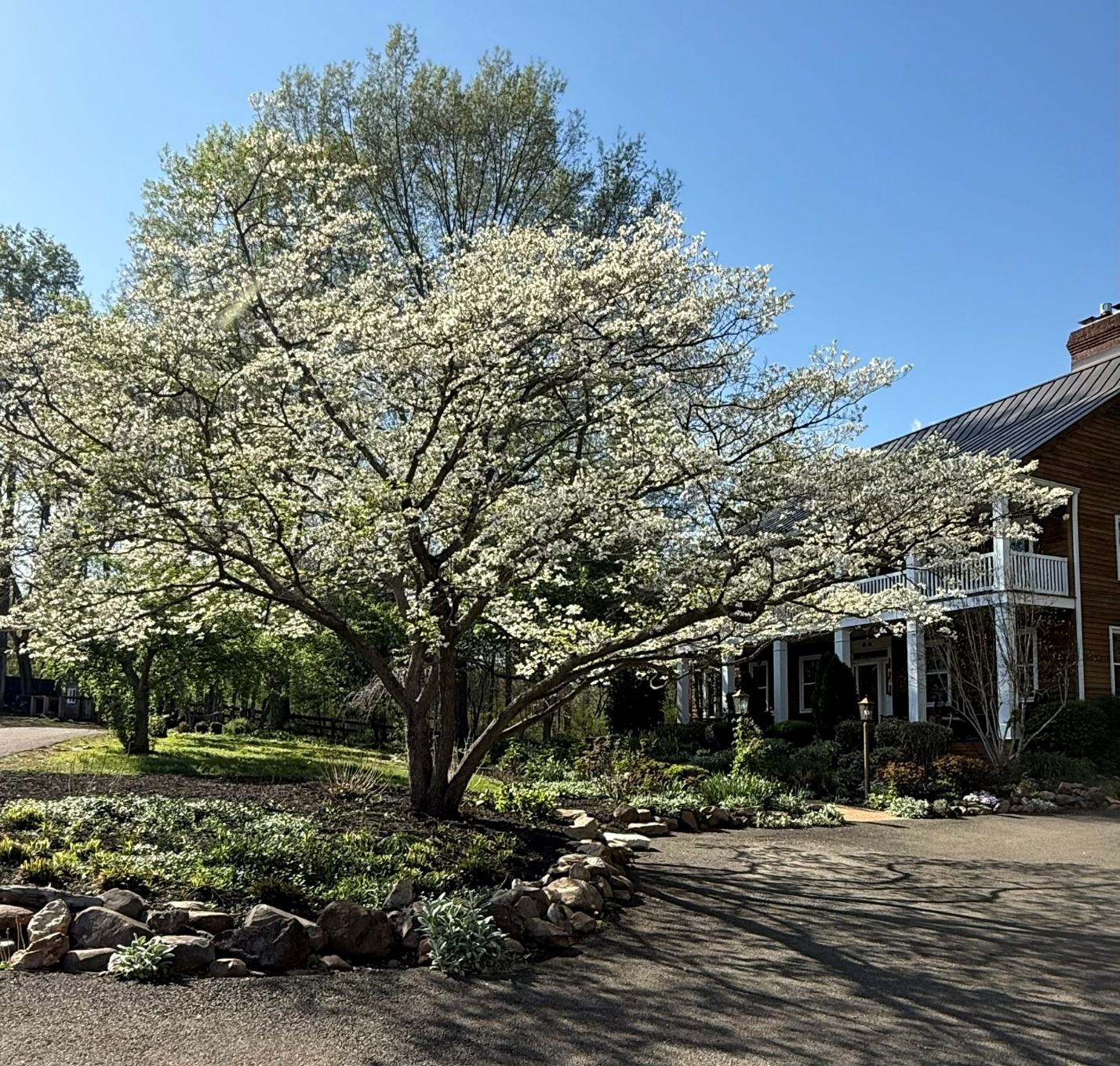 A flowering dogwood shading a stone-edged garden before a farmhouse porch