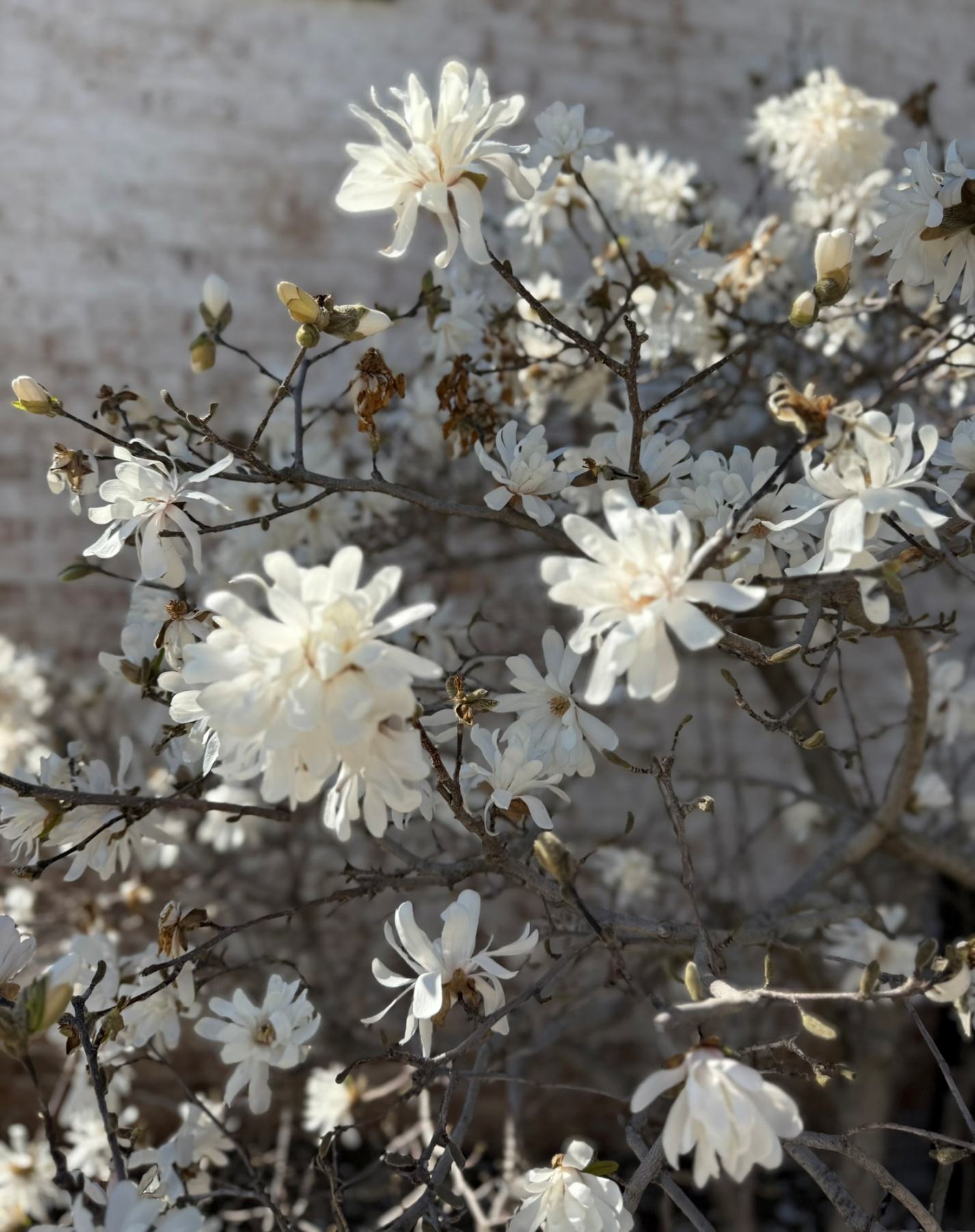 Star magnolia blossoms, up close