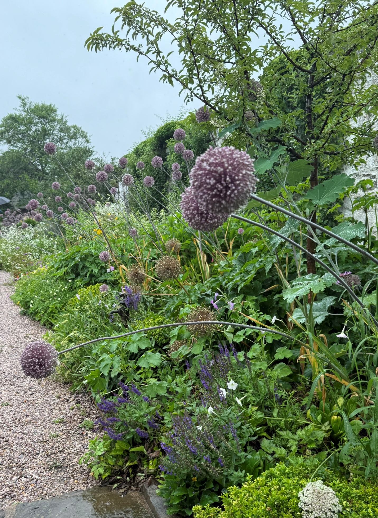 A gravel path through alliums and catmint in full bloom