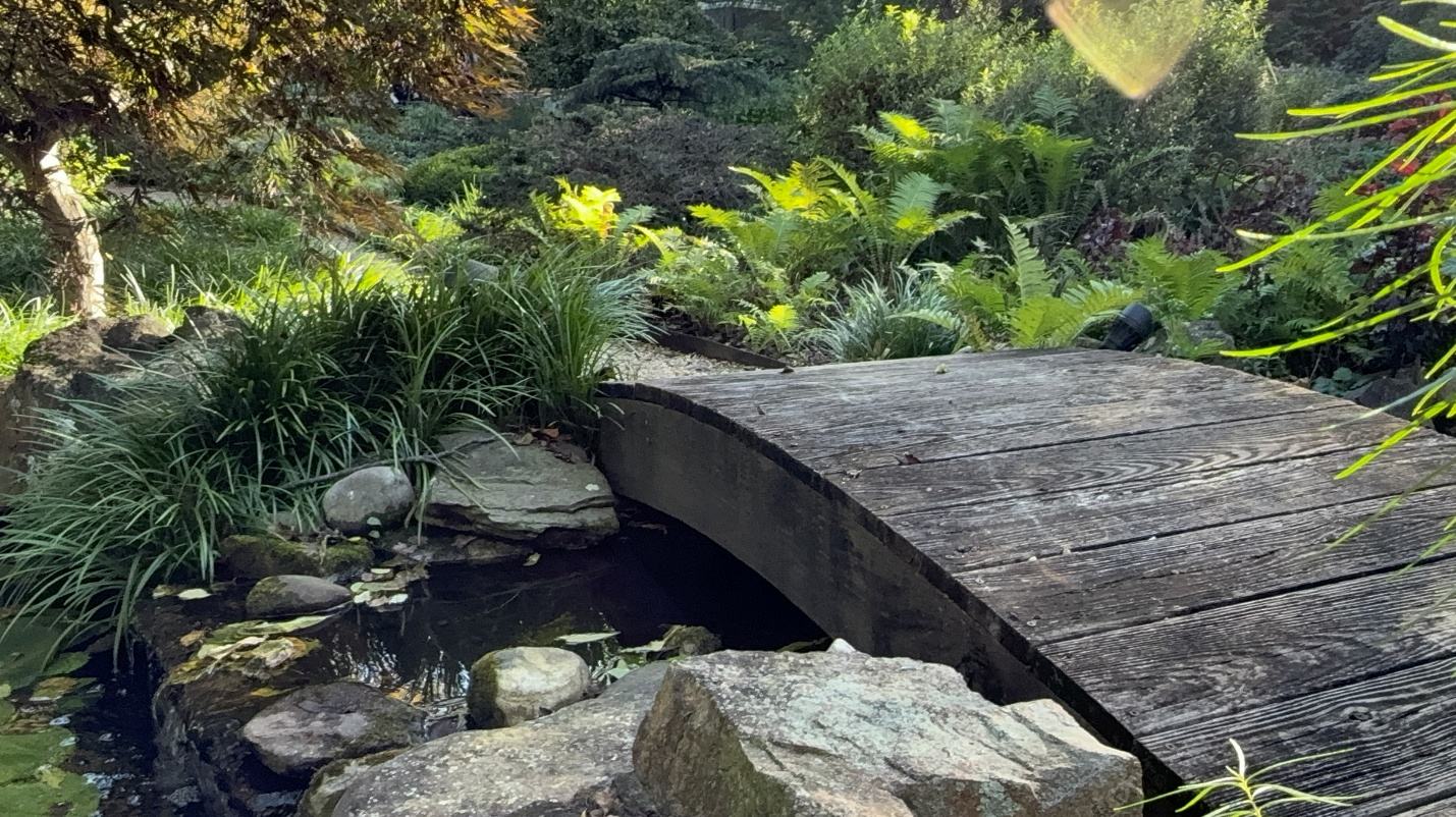 A low wooden footbridge over dark water, ferns and stones at its edge
